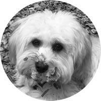 harry the havanese