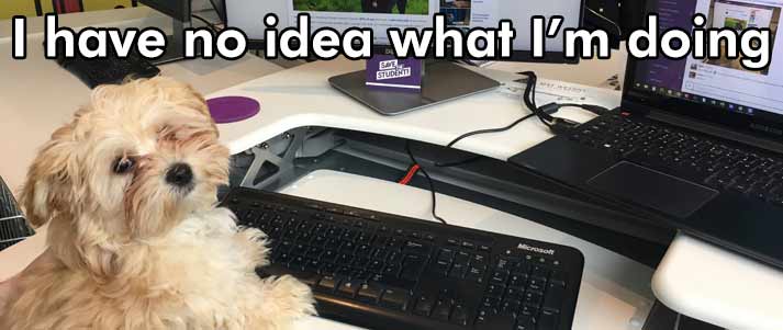 Havanese dog at the computer